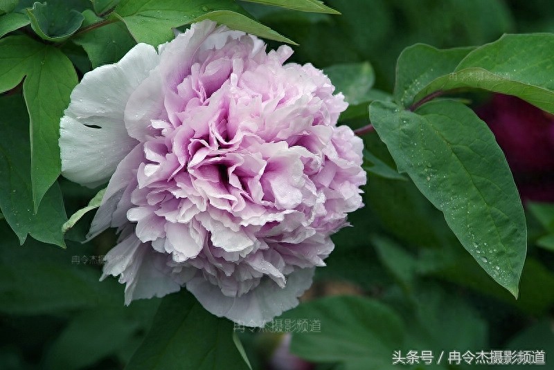 菏泽牡丹园林里的“蓝色妖姬”