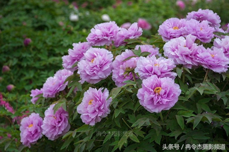 菏泽牡丹园林里的“蓝色妖姬”