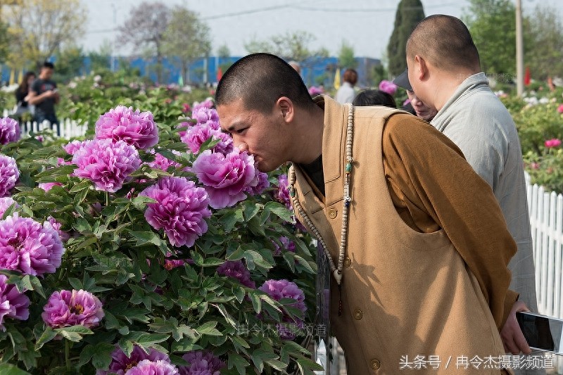 菏泽牡丹园林里的“蓝色妖姬”