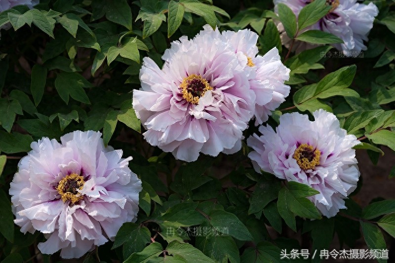 菏泽牡丹园林里的“蓝色妖姬”
