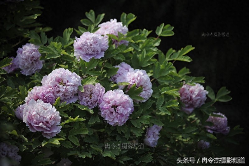 菏泽牡丹园林里的“蓝色妖姬”
