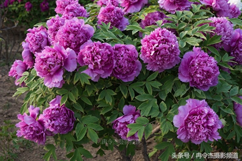 菏泽牡丹园林里的“蓝色妖姬”