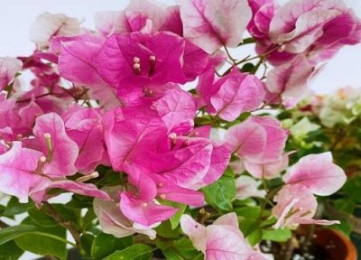 ​深圳市花是什么花 象征什么寓意
