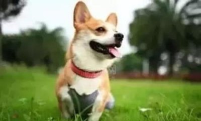 ​桦太犬是不是生活在南极，桦太犬生活在南极吗？
