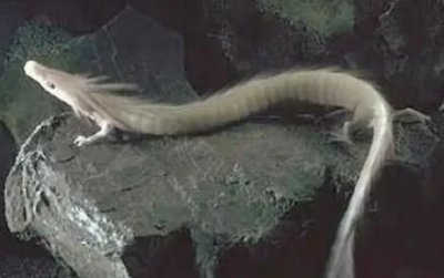 ​无尽的东京：人们如何生活在地球上最大的城市？