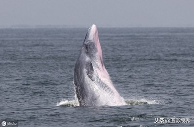 ​大海中最神秘布氏鲸鱼现身泰国海岸，濒临灭绝飞跃出水秀粉红肚皮