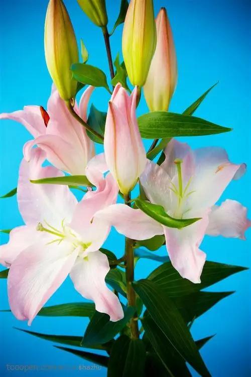 百合花的特点和品质(浅谈百合花的寓意和象征)