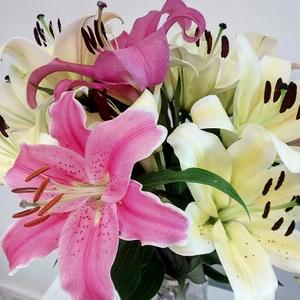 百合花的特点和品质(浅谈百合花的寓意和象征)