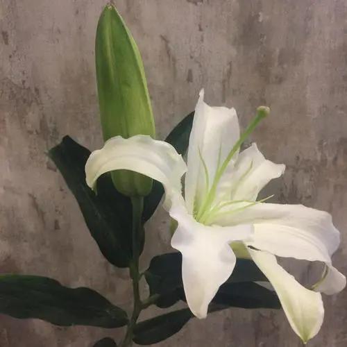 百合花的特点和品质(浅谈百合花的寓意和象征)