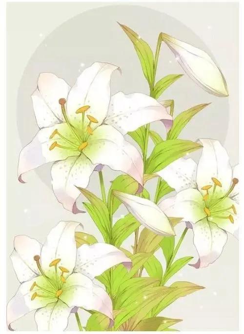 百合花的特点和品质(浅谈百合花的寓意和象征)