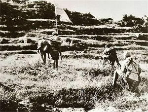 青树坪战役真实伤亡数据（青树坪战役的历史真相）-