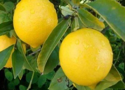 ​什么水果减肥最有效可以晚上吃