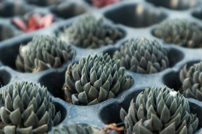 ​多肉这么晒太阳，叶子圆润有光泽，爆盆也不难！