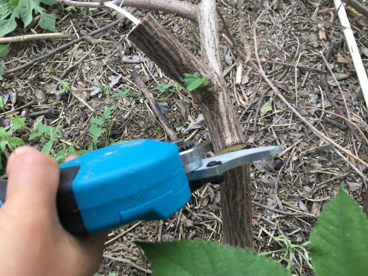 电动剪刀哪个牌子耐用（果农朋友家的必备神器）