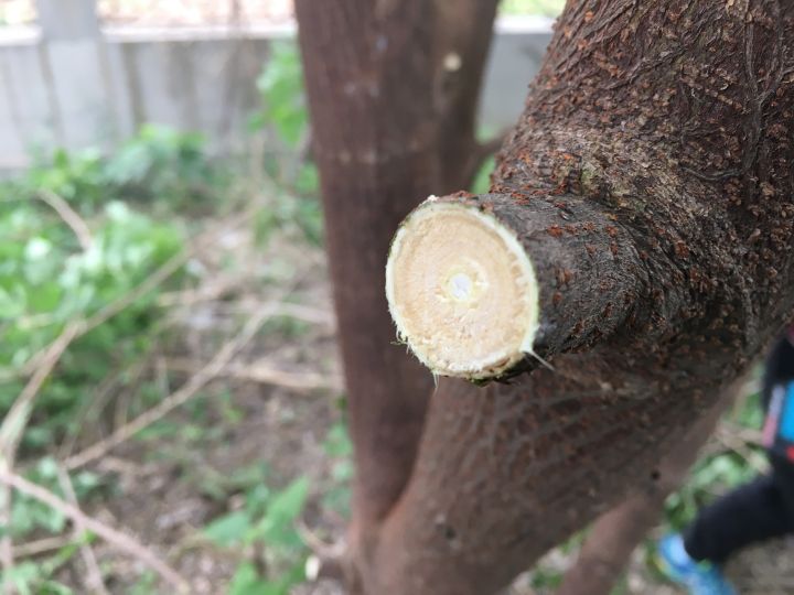 电动剪刀哪个牌子耐用（果农朋友家的必备神器）