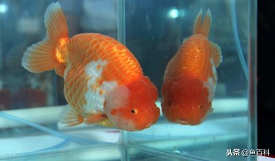 ​金鱼的寿命最长能活多少年（影响金鱼寿命的因素有什么）