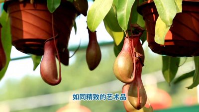 ​神奇的猪笼草:植物界的“捕虫高手”