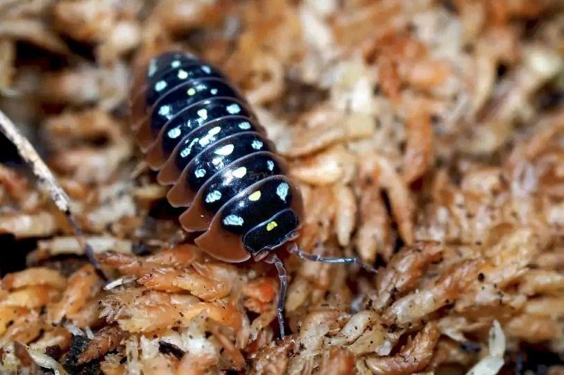 潮虫怎么彻底消灭(治潮虫用什么办法能把它给消灭掉)