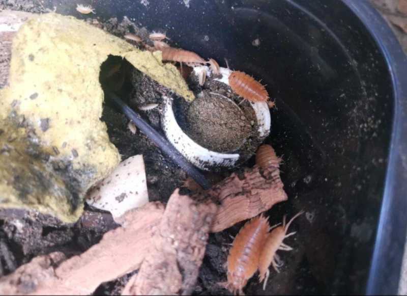 潮虫怎么彻底消灭(治潮虫用什么办法能把它给消灭掉)