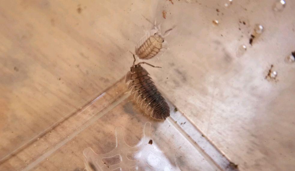 潮虫怎么彻底消灭(治潮虫用什么办法能把它给消灭掉)