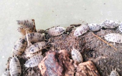 ​潮虫怎么彻底消灭(治潮虫用什么办法能把它给消灭掉)