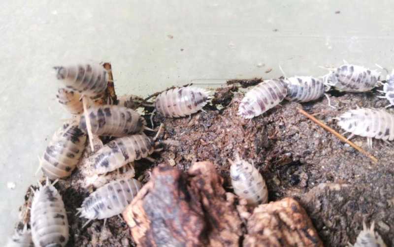 潮虫怎么彻底消灭(治潮虫用什么办法能把它给消灭掉)