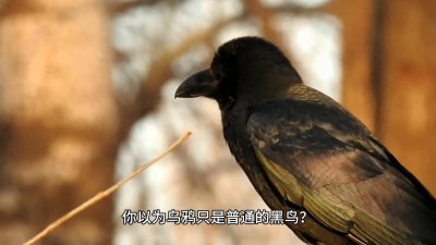 ​乌鸦：被误解的“黑色精灵”，揭开它的天才面纱