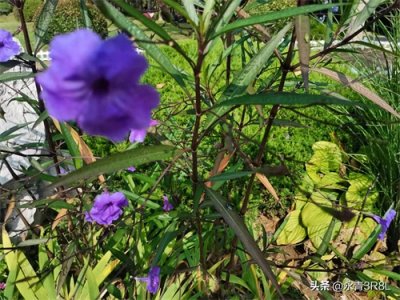 ​六尺巷 位于中国安徽省