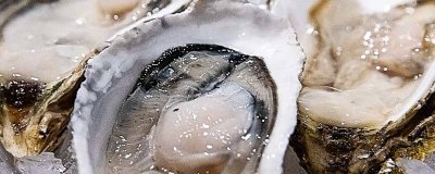 ​生蚝死了还能吃吗 生蚝死了还有营养价值吗视频
