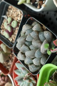 ​新买的玉露如何上盆