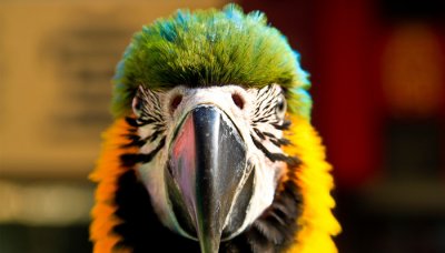 ​金刚鹦鹉是几级保护动物