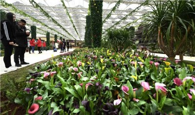 ​绽放嘉年华！海口桂林洋国家热带农业公园鲜花盛开