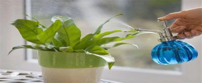 ​为什么家里样的盆栽总会死 是空气还是泥土不好