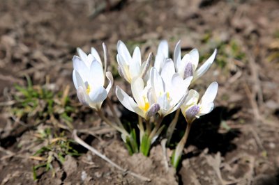 ​新疆昭苏 雪中绽放的野百合