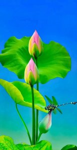 ​转第17组高清禅意壁纸-莲花