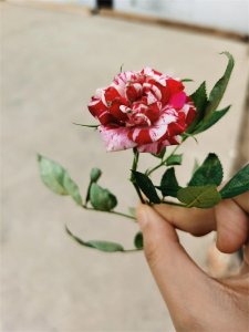 ​看到shabby别以为成是某个骂人的词儿