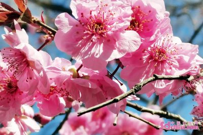 ​争奇斗艳！百花公园迎来春意满园