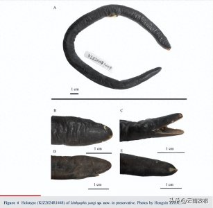 ​红河鱼螈现身云南，我国有了第二个无足目