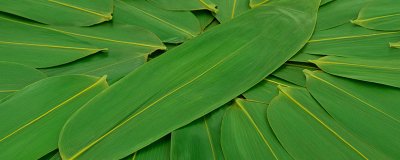 ​干粽叶怎么处理