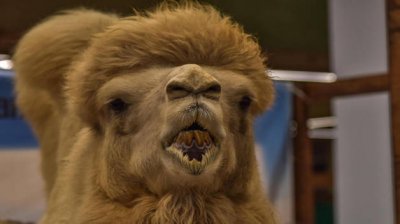 ​别人给你发giao啥意思 giao啥意思网络用语