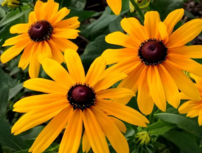 ​金光菊如何养殖 注意事项有哪些