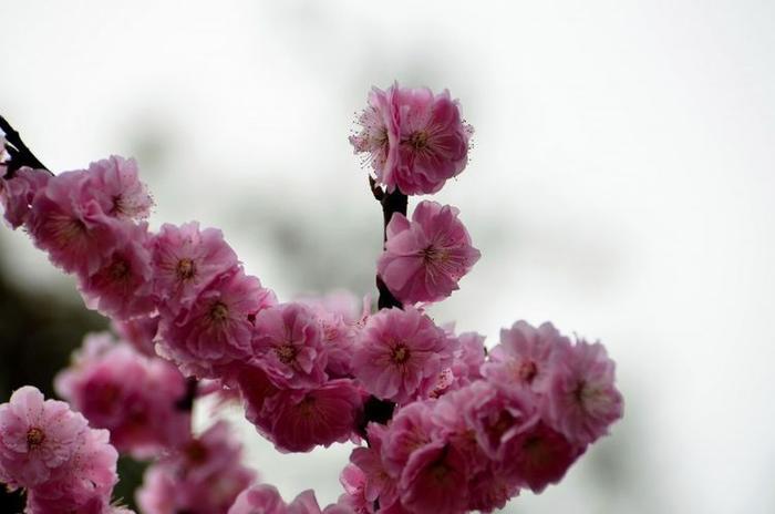 4个生肖好胜心强,喜欢竞争不惧挑战,看看有你吗?