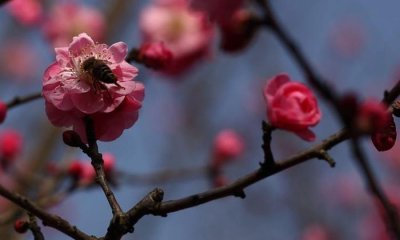 ​4个生肖好胜心强，喜欢竞争不惧挑战，看看有你吗？