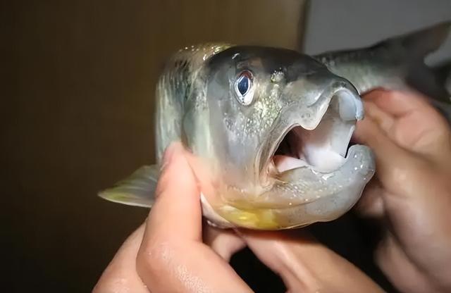 那种鱼是真正的鱼(被称为鱼中极品)(6)