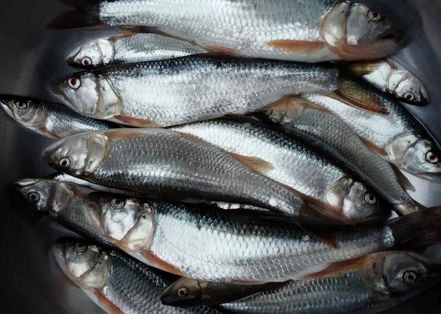 那种鱼是真正的鱼(被称为鱼中极品)(5)