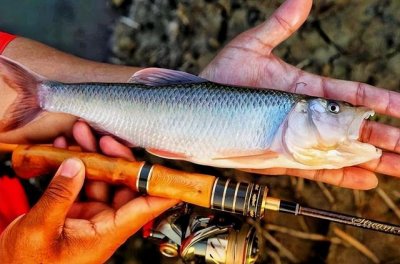 ​那种鱼是真正的鱼（被称为鱼中极品）