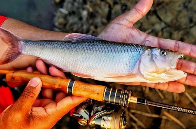 那种鱼是真正的鱼(被称为鱼中极品)(1)