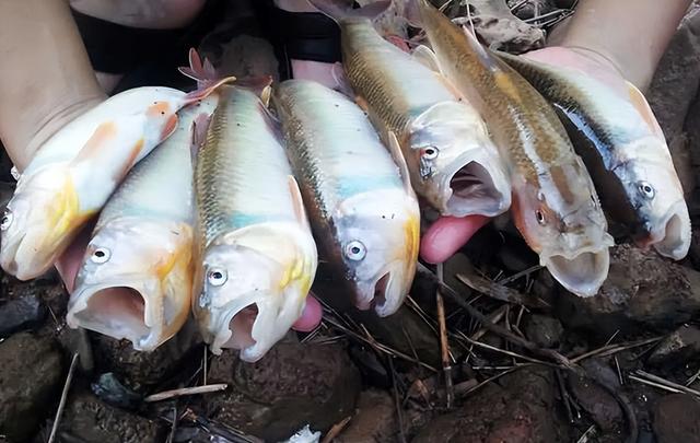 那种鱼是真正的鱼(被称为鱼中极品)(2)