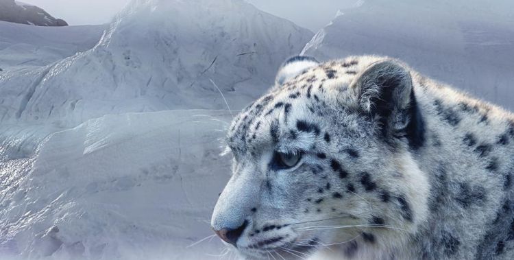 雪豹的叫声他是猫科动物,他的叫声是什么