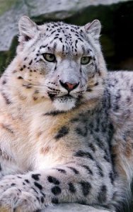 ​雪豹动物，雪豹的天敌是什么动物？